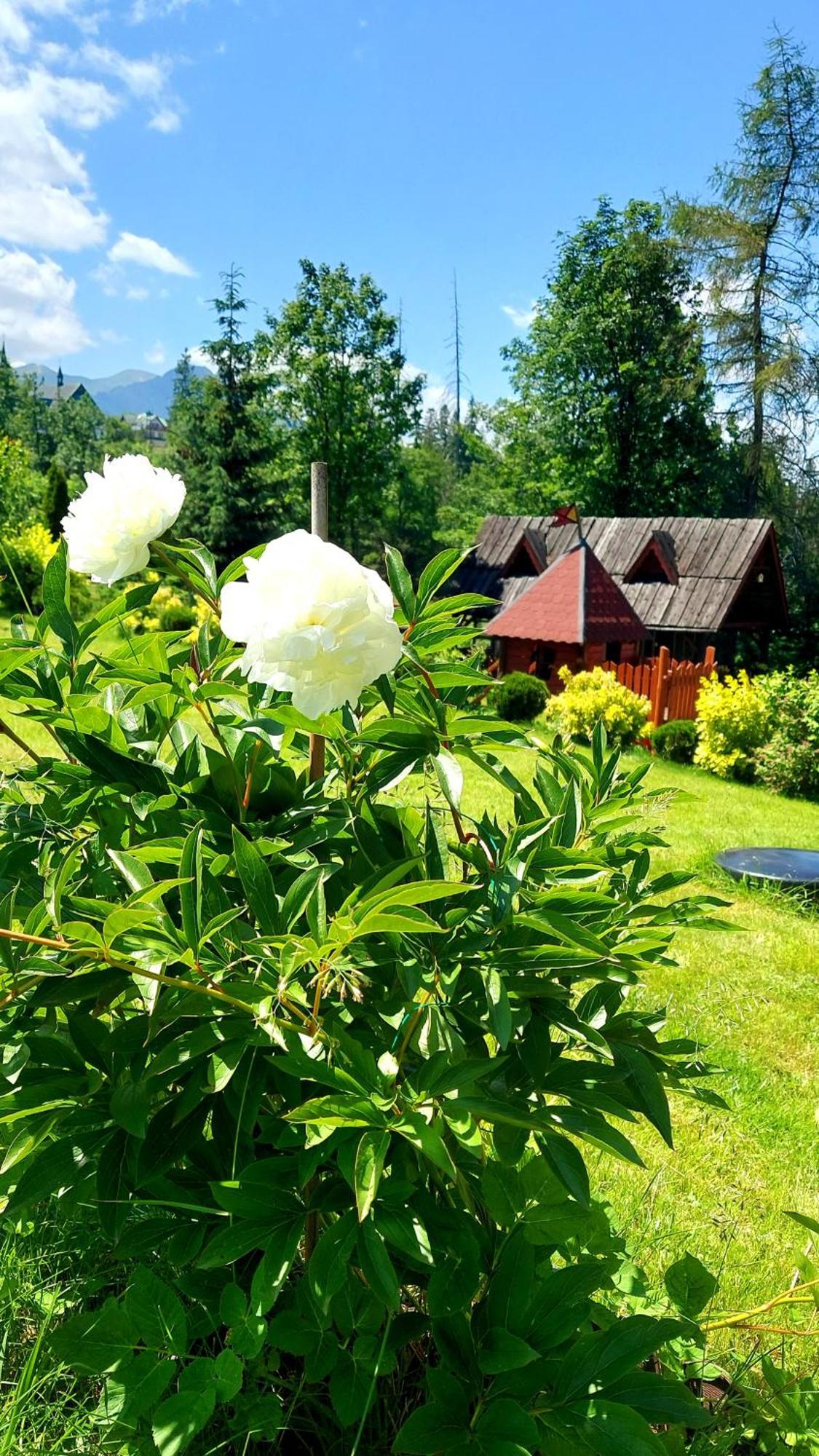 Willa Posrednia Zakopane Ngoại thất bức ảnh